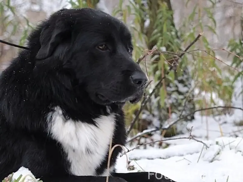 Пропала дворовая собака Альма, Д. Костерево