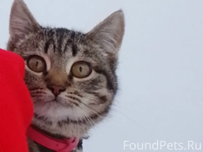 Пропал кот Барсик