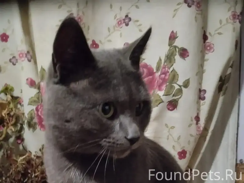 Пропал кот Васька, улица Калинина