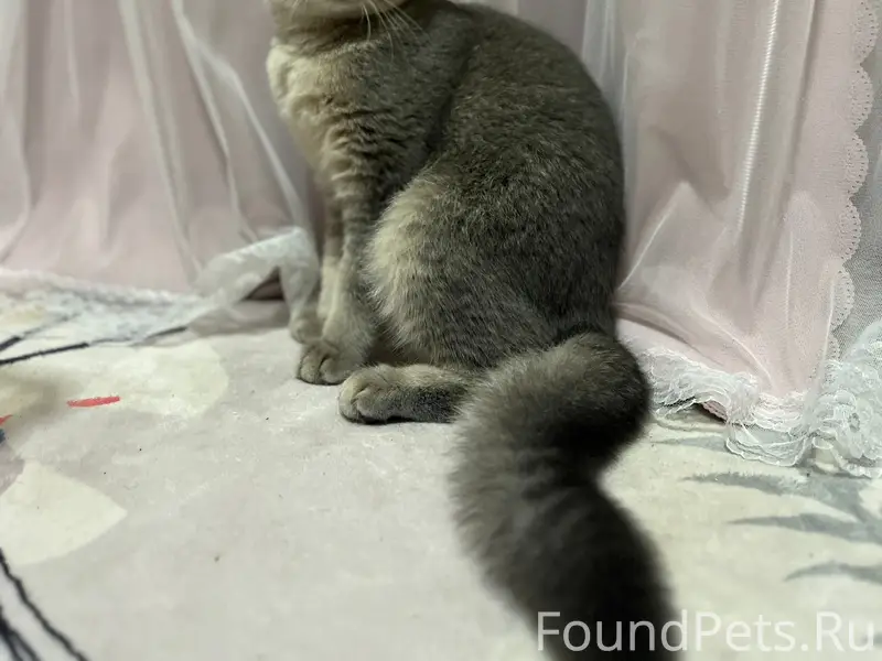 Пропала кошка, Майская д. 29