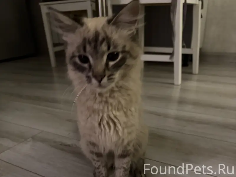 Найден кот , Преображенский район 