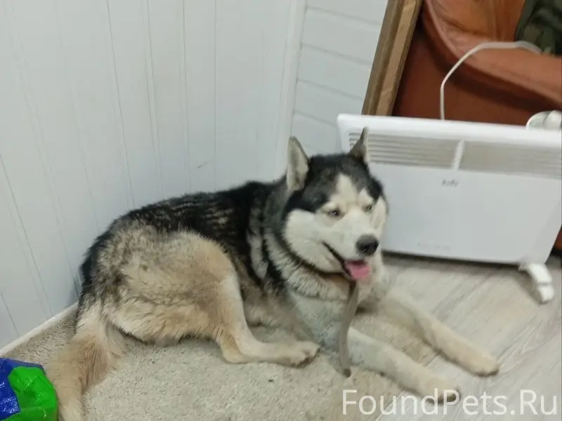 Пропала собака, Советов, 134а