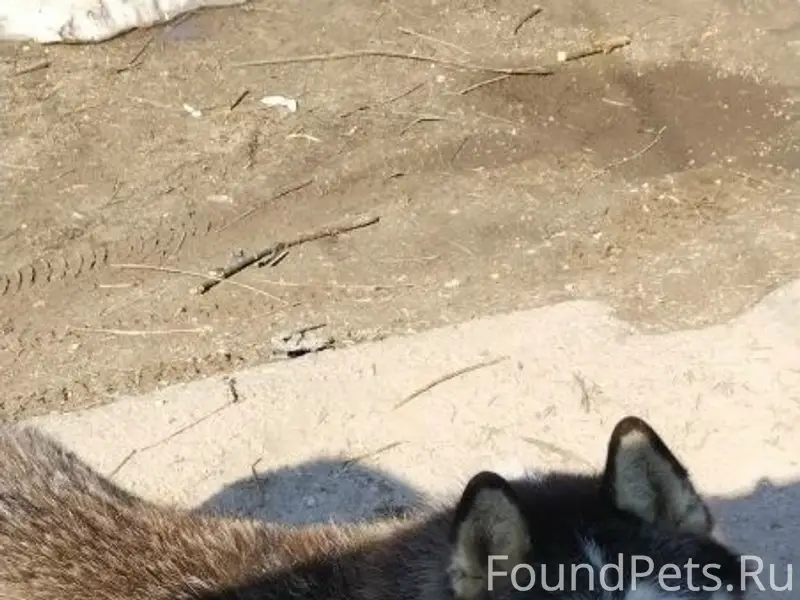 Найден хаски, деревня Лубёнки Можайского района