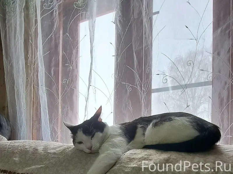 Пропал кот, Городец