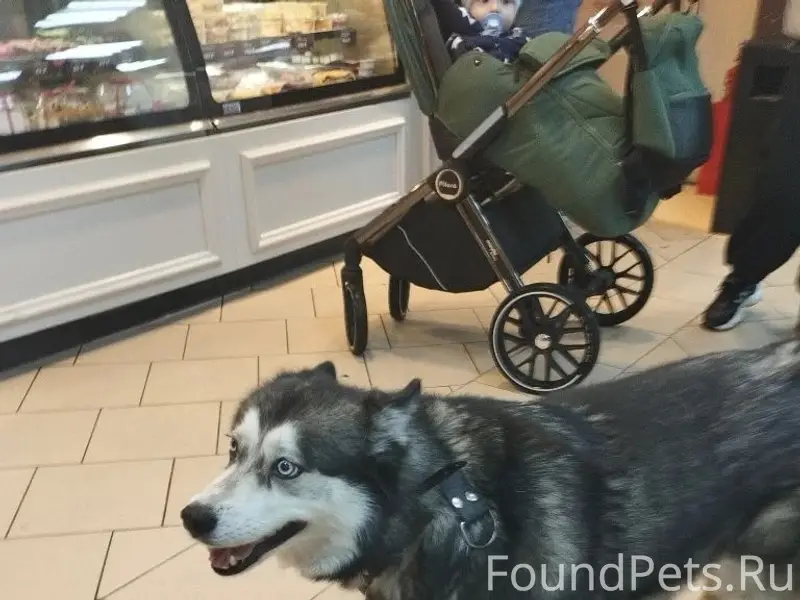 Найден Хаски, ТЦ Алина