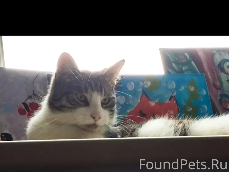 Потерялся кот, северная сторона