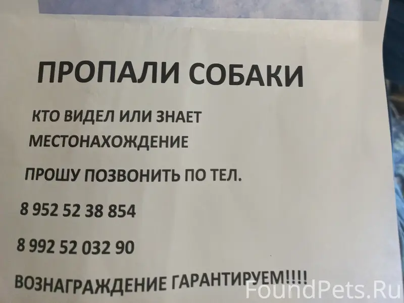 Пропали собаки Зорба и Чапа, конечная Мамина