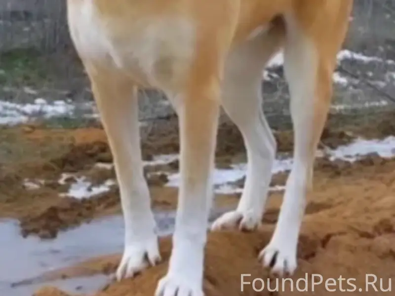 Пропала собака Лакки