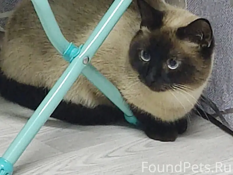 Пропал сиамский кот Саймон, район Рабочая/Механизаторов/Мира