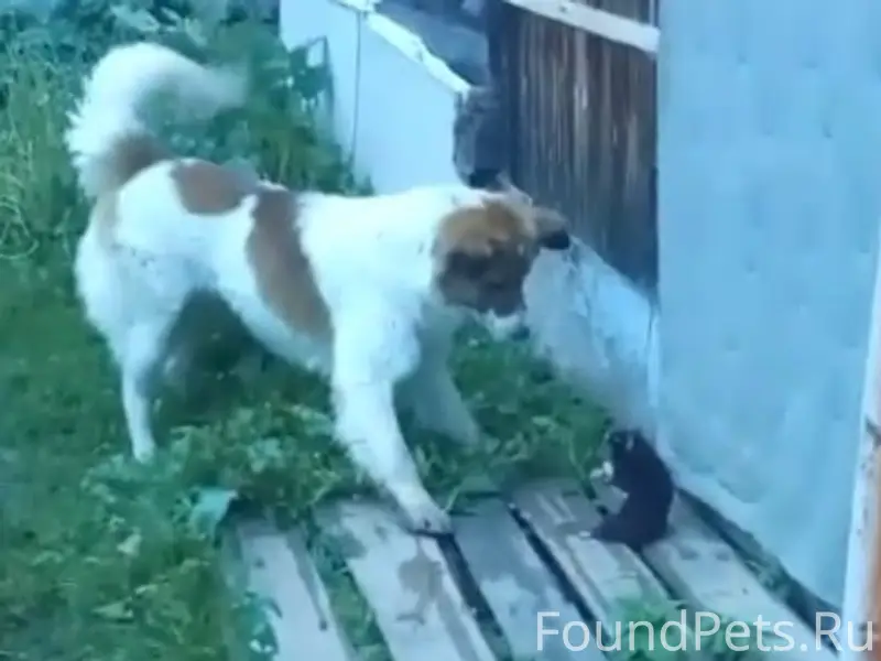 Пропал пёс, улица Попутная