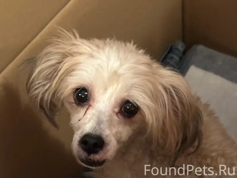 Найденна собака, район Шандорной, Университетской и Маяковского