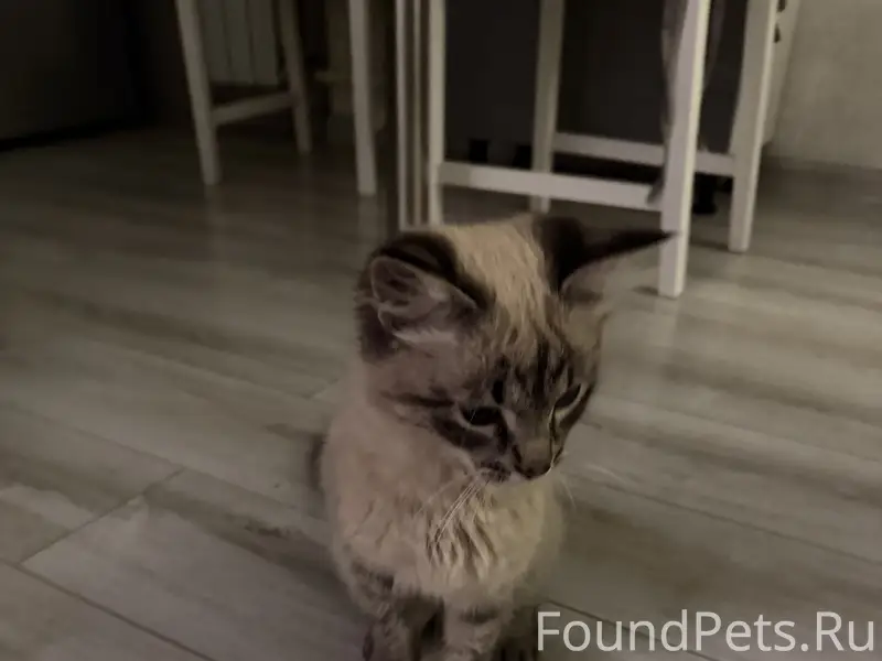 Найден кот , Преображенское 