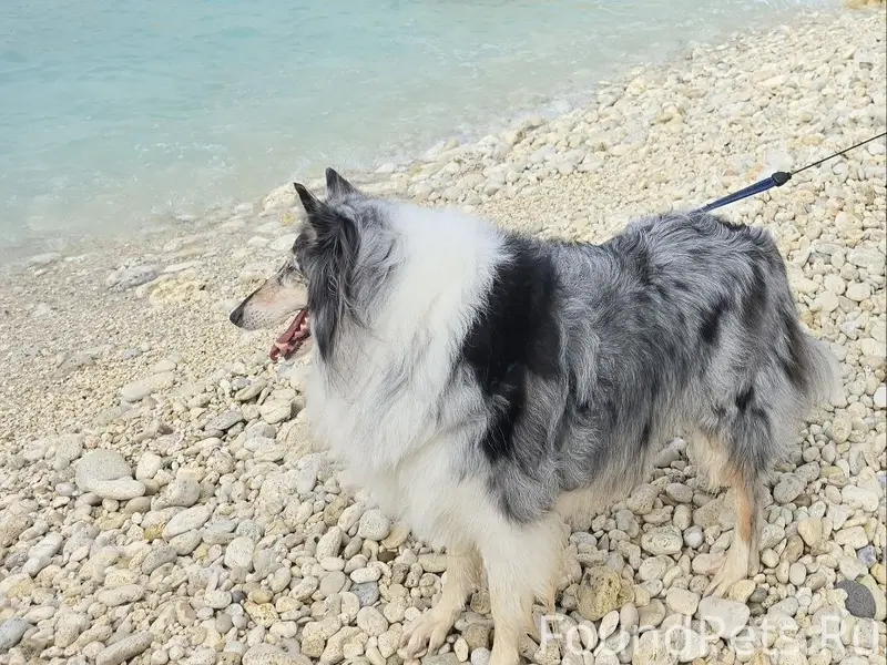 Пропала собака, Бухта Казачья