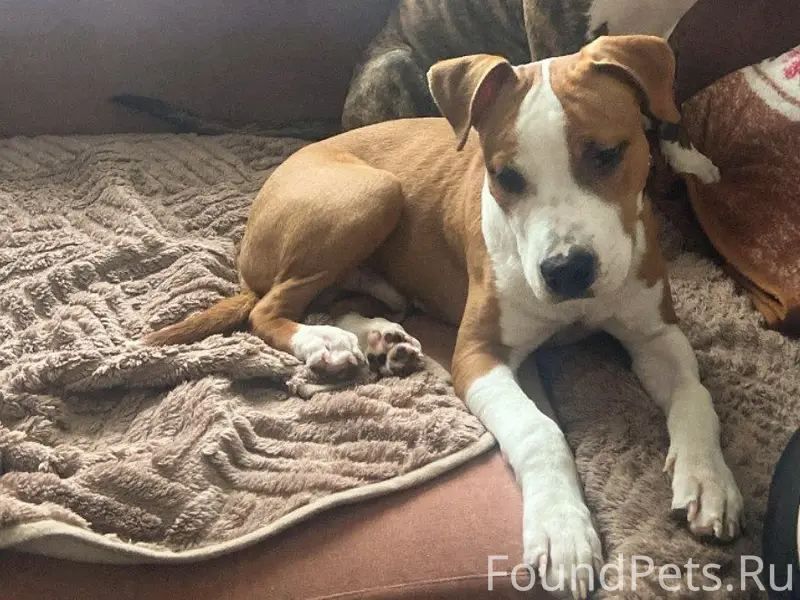 Пропали стаффорды, звоните +79958593954