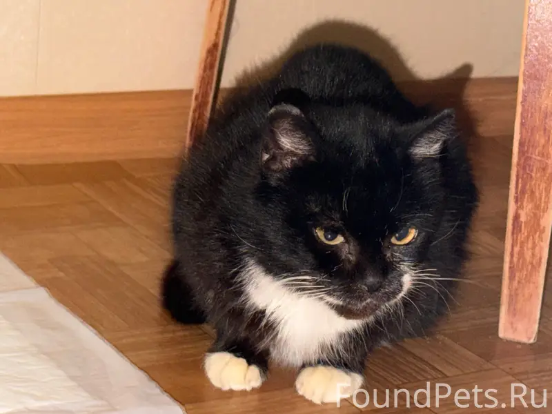 Найдена короткошёрстная кошка, ул. Алтаева