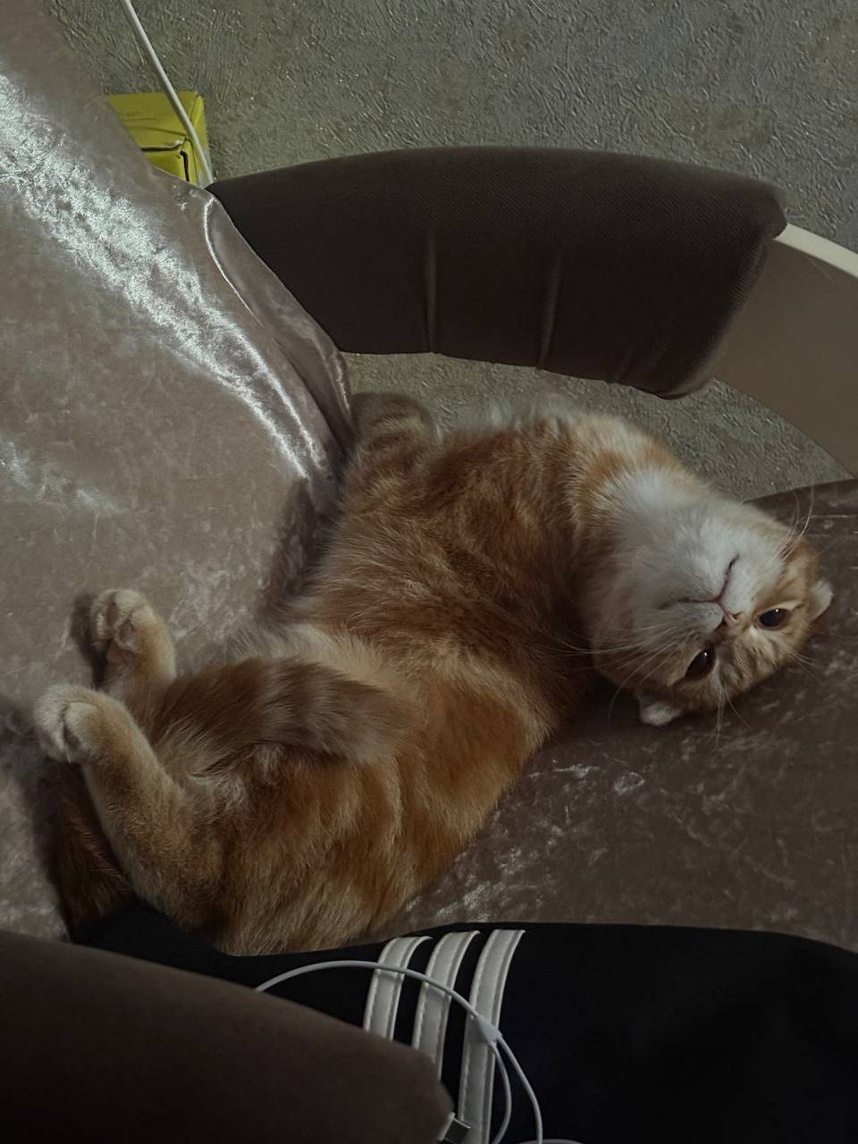 Пропал рыжий кот