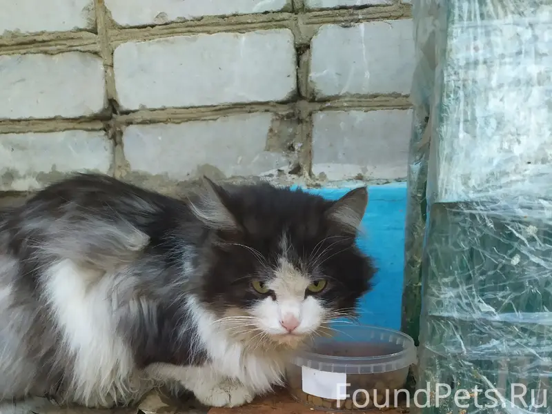 Пропал кот, Ртищево, Пролетарская