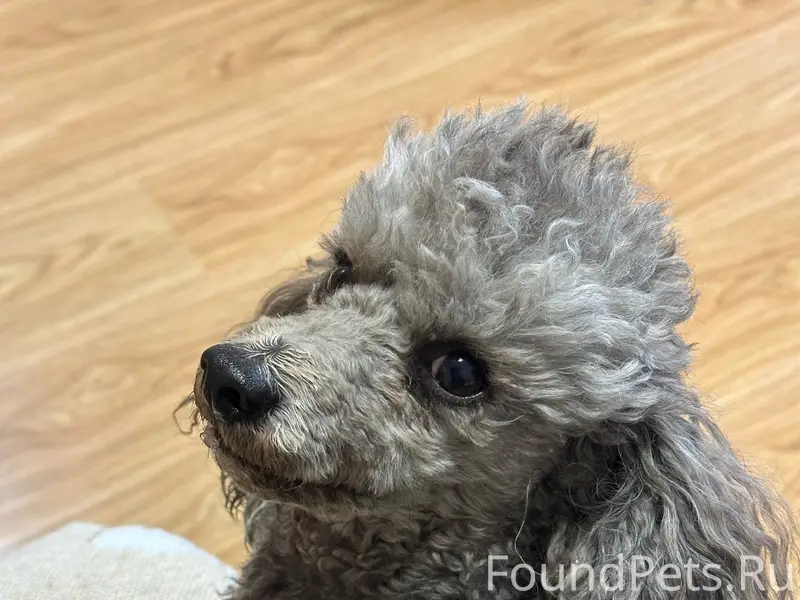 Пропал пудель Бишон, микр. Южный, Магилат