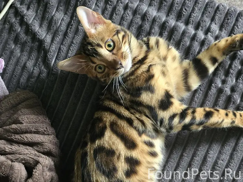 Пропал бенгальский кот, поселок НГРЭС