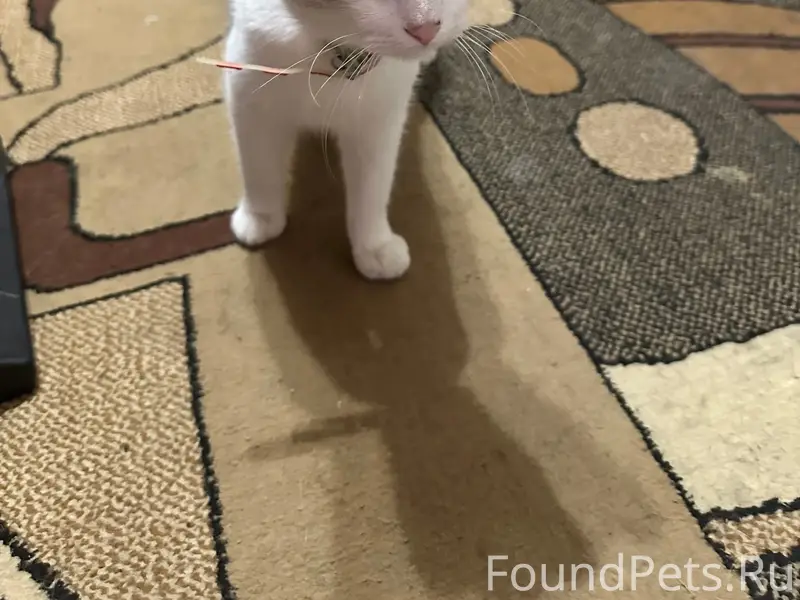 Найден кот, район ближние камыши