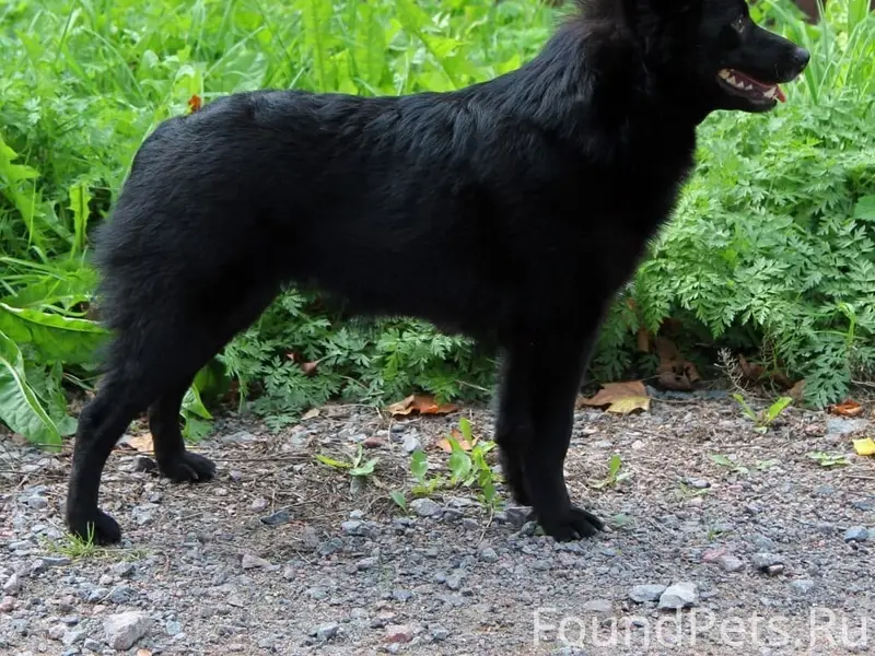 Пропала собака шипперке, Гатчина