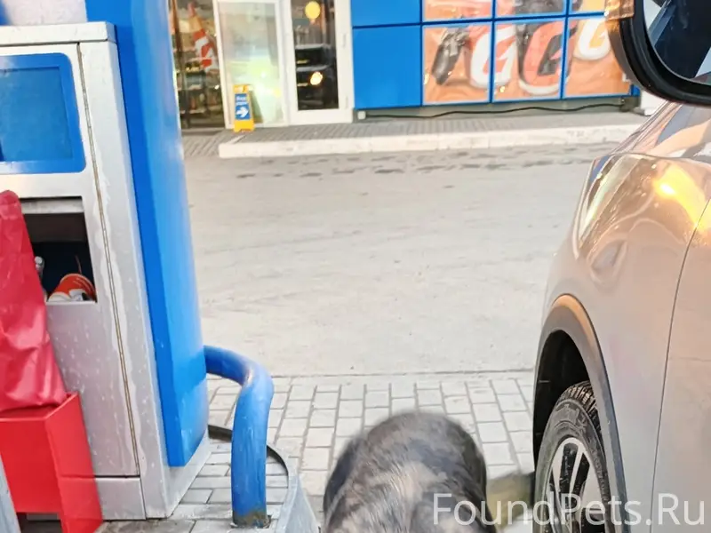 Найден пёс, заправка