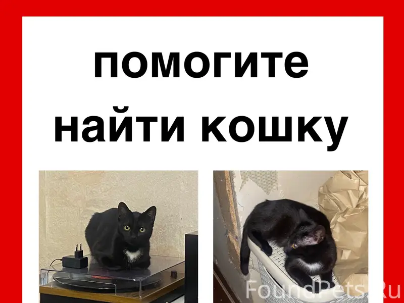 Пропала кошка Фифти, Санкт-Петербург