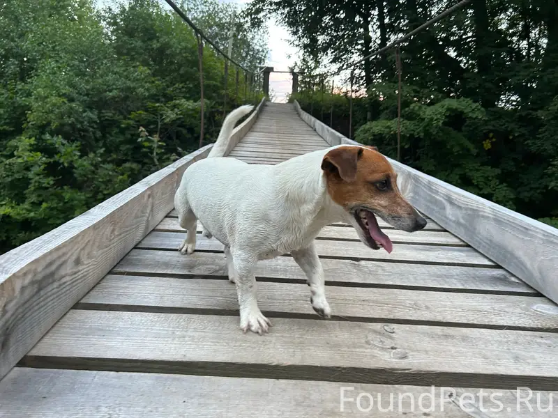 Пропал пёс Юни, Д. Голубово и окрестности