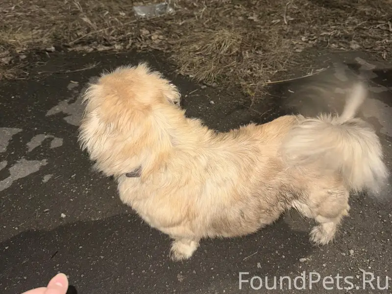 Пропала собака пекинес, возле 9 школы