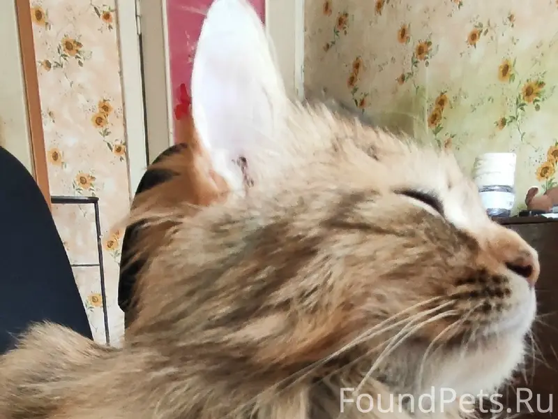 Пропала кошка, Ольгинская, Бережная