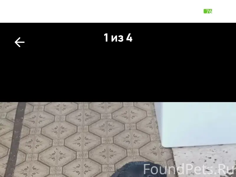 Пропала щенок-девочка, район Мелбугра