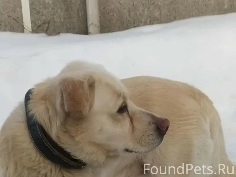 Пропал пёс Лордик