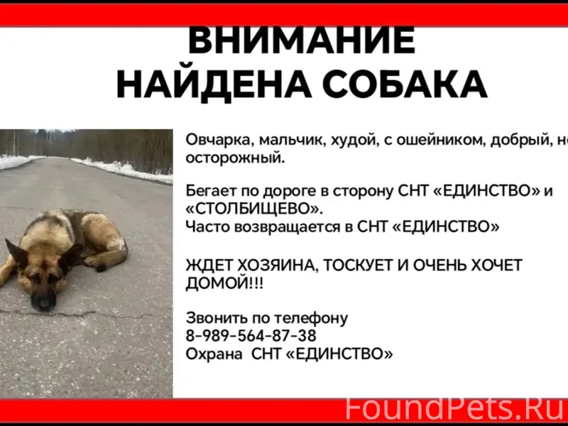 Найден кобель овчарка, снт Единство