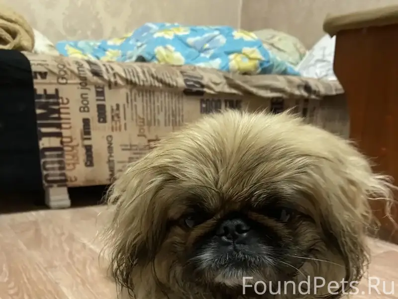 Пропал пёс Стив, Светотехстрой