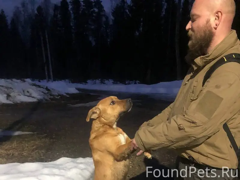 Пропала собака, похожа на питбуля