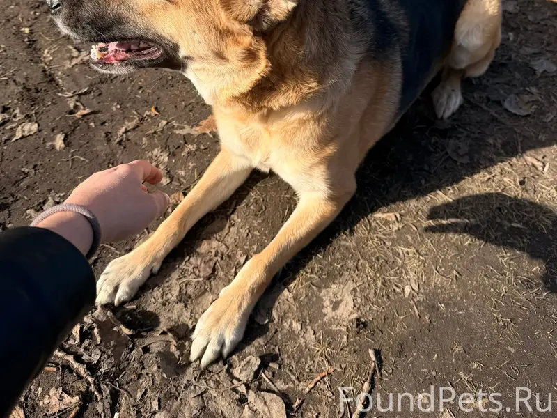 Найденна собака Бренда, Пролетарская, Санкт-Петербург