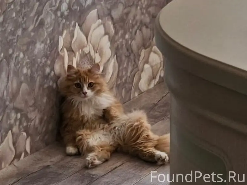 Пропала кошка Умка, улица 1-Завокзальная