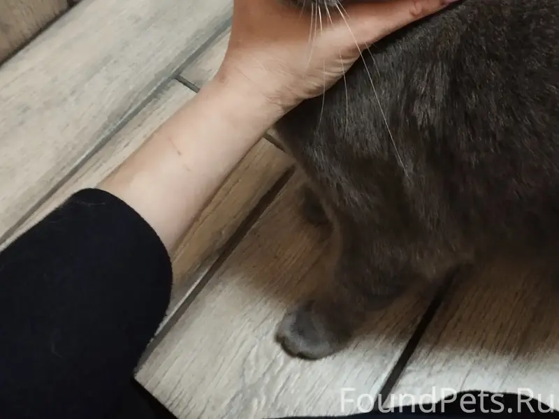 Найден кот, район больницы