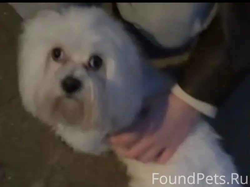 Найден тип собака, Подольск, микрорайон Климовск