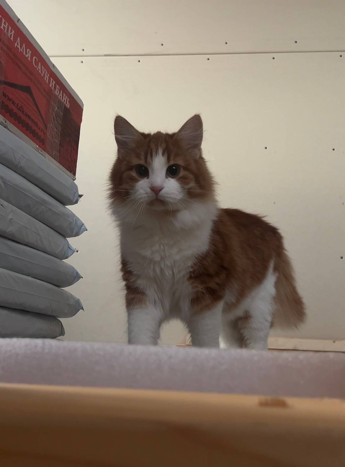 Пропал кот Грызля, Минулово