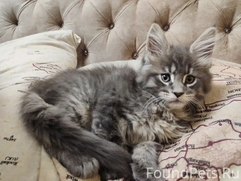 Пропал мейкун, 10 Шахты