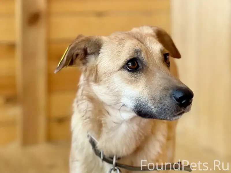 Пропала собака Уля, район ЦРБ