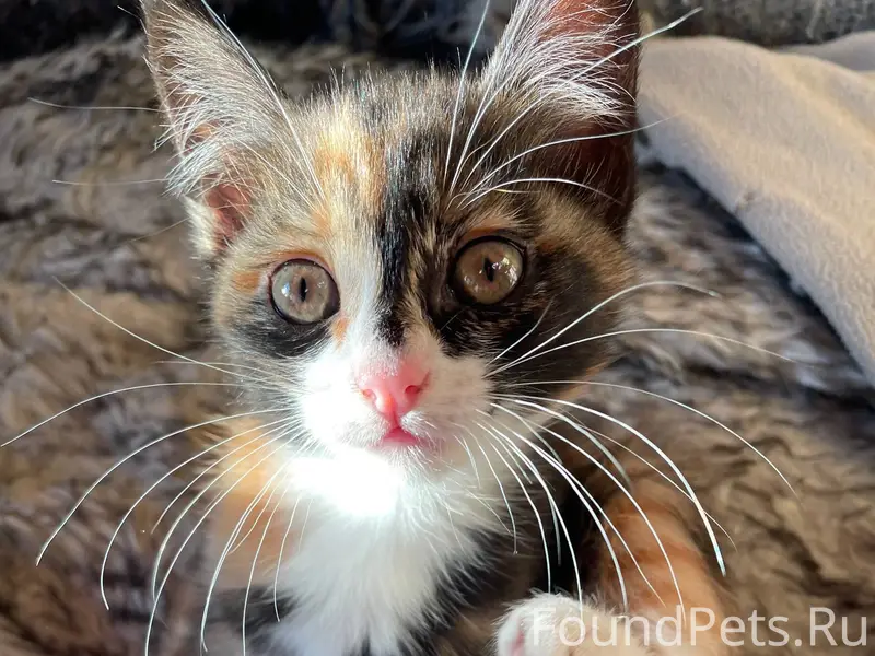 Пропала кошка Ася, улица Плеханова