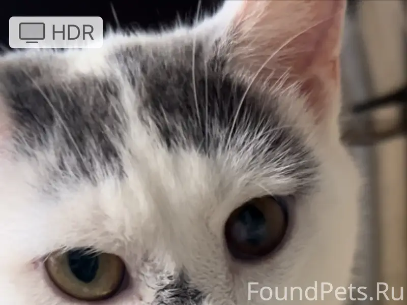 Пропала кошка, д. Гришино, снт «Росинка», «Славянка»