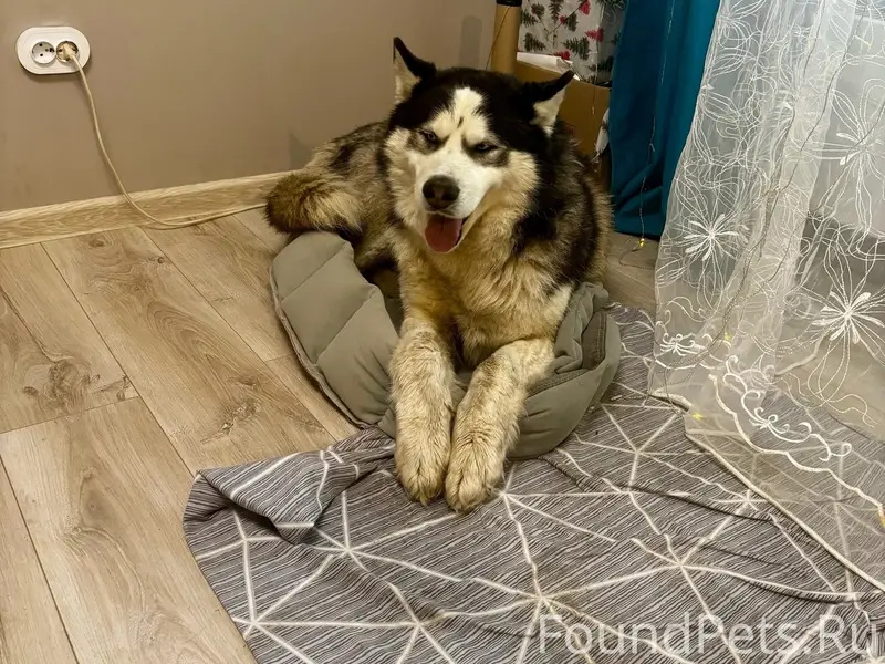 Найден хаски, старый Кировск