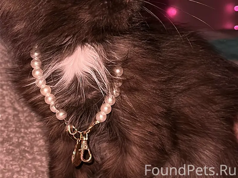 Пропал кот Дюк, улица Евстифеенкова