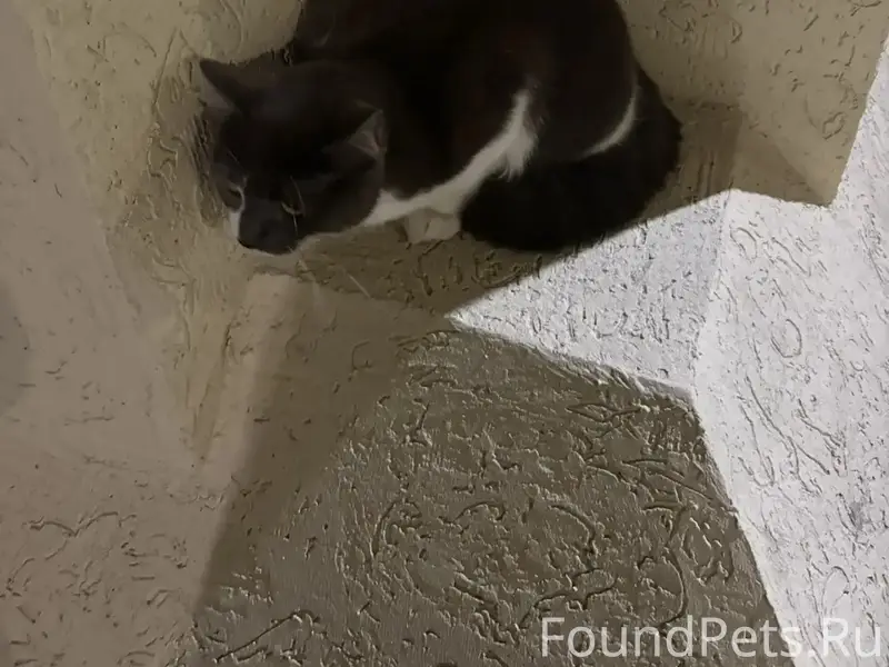 Найдена кошка, Рокоссовского 28