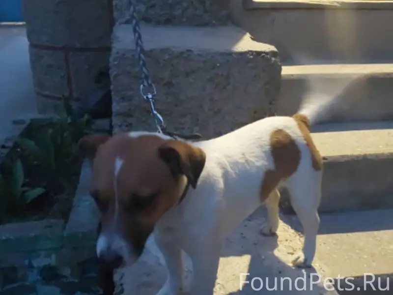 Найден Джек Рассел, район Эволюции