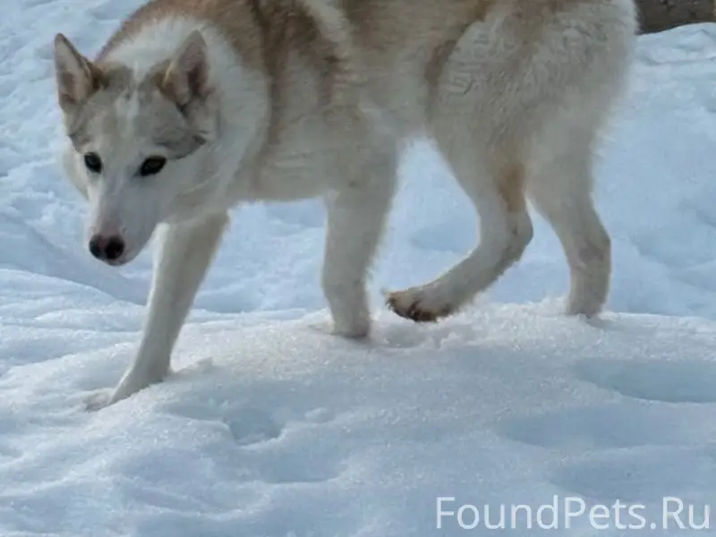 Пропала лайка Норка, г. Щекино