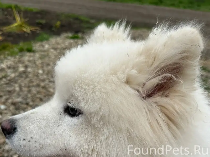 Найден самоед, район КП Крепость